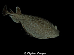 Torpedo ray by Cigdem Cooper 